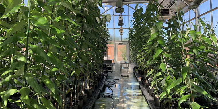 GENE EDITING TREES: MORE BENEFICIAL THAN MEDICINE?