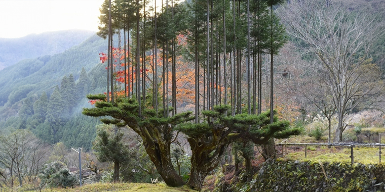 HARVESTING TREES ARTISTICALLY