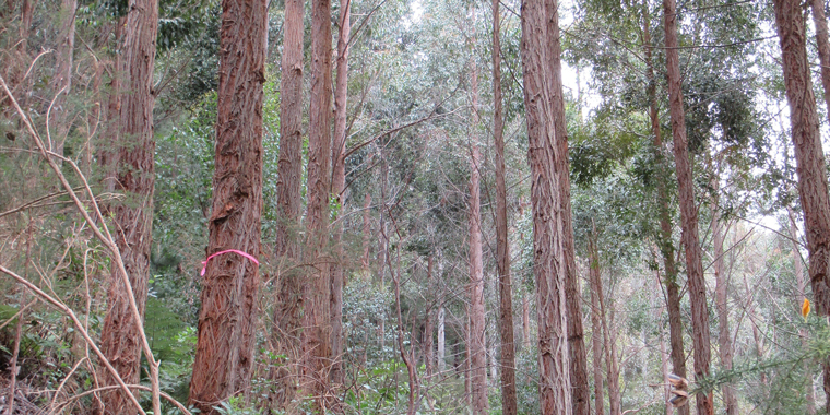 PROMISING SIGNS FOR NZ EUCALYPTS