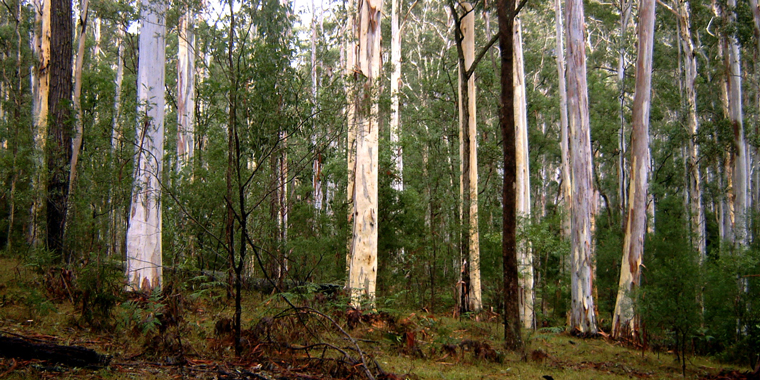 AUSSIE BLUE GUM’S HIDDEN STRENGTH