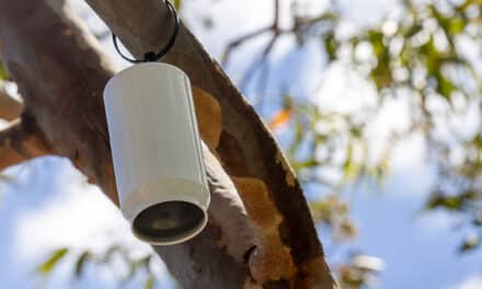 TREES ARE THE ULTIMATE RENEWABLE