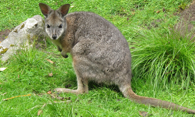 WALLABY BROWSING CHALLENGE NZ PLANTINGS