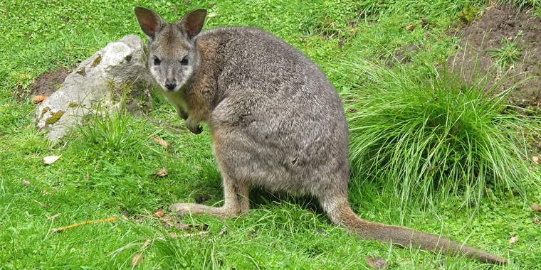 WALLABY BROWSING CHALLENGE NZ PLANTINGS
