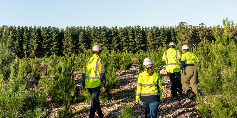TREES, TREES AND MORE TREES