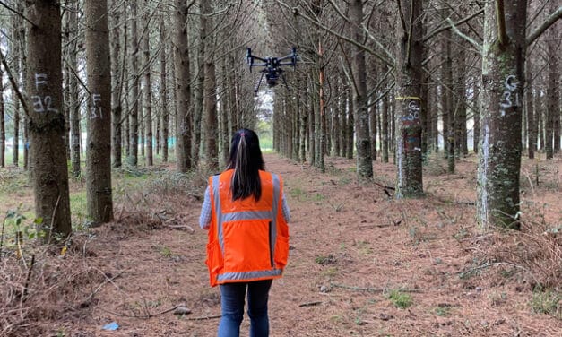 10 YEARS OF RESEARCH IN FORESTRY