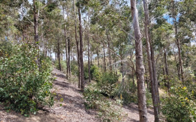 AFFORESTATION: NZ RECOMMENDATIONS