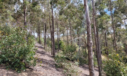 AFFORESTATION: NZ RECOMMENDATIONS