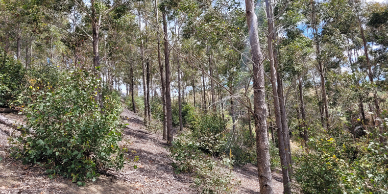 AFFORESTATION: NZ RECOMMENDATIONS