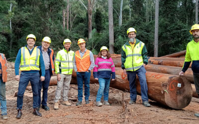 HERITAGE TIMBER AND SUSTAINABILITY COLLIDE