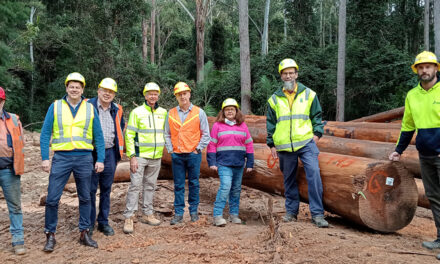 HERITAGE TIMBER AND SUSTAINABILITY COLLIDE