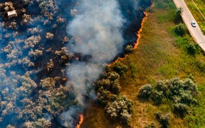 Protect Plantations From Wildfire Risks