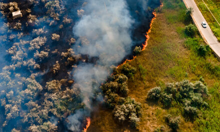Protect Plantations From Wildfire Risks