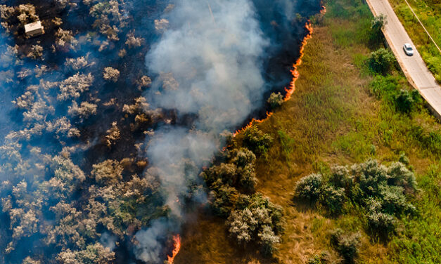 Protect Plantations From Wildfire Risks