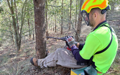 Durable NZ Eucalypts strengthen breeding