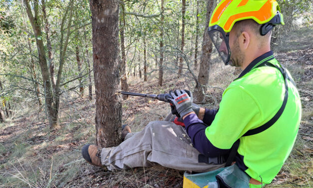 Durable NZ Eucalypts strengthen breeding
