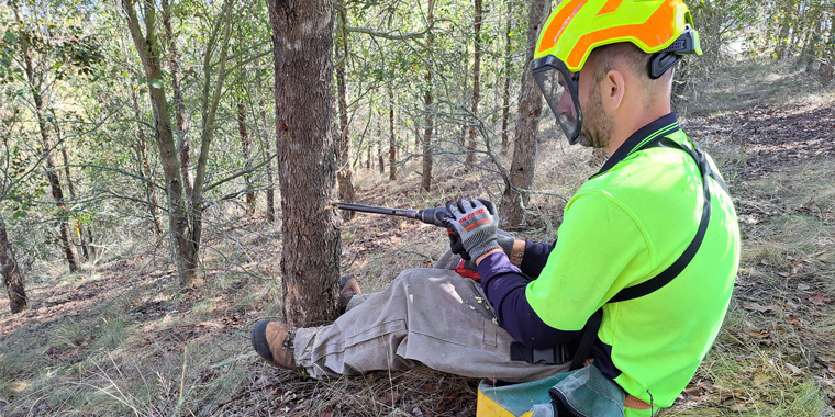 Durable NZ Eucalypts strengthen breeding