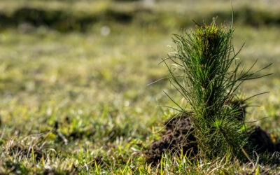 BRINGING FARMING AND FORESTRY TOGETHER