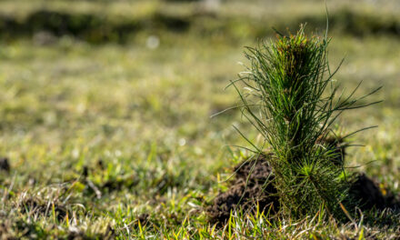 BRINGING FARMING AND FORESTRY TOGETHER