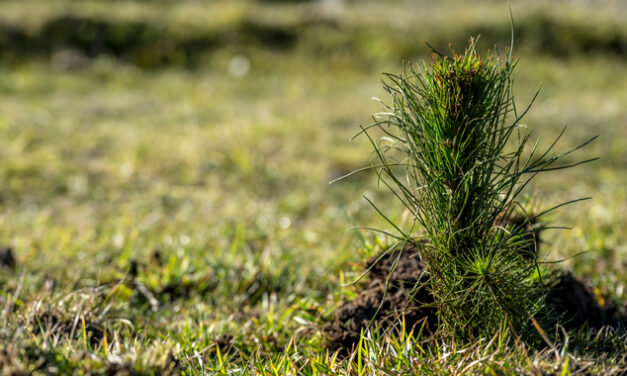 BRINGING FARMING AND FORESTRY TOGETHER