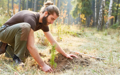 PROJECT CALLS FOR MORE FORESTRY