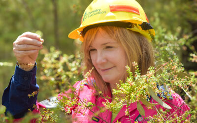 PROTECTING THE FOREST