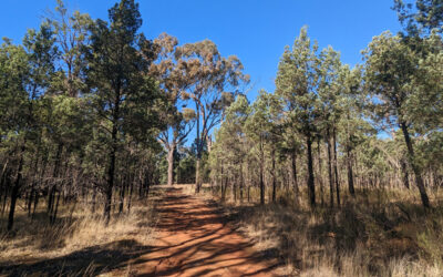 NEW VALUATIONS FOR FORESTRY