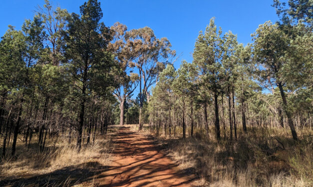 NEW VALUATIONS FOR FORESTRY