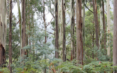 Ash listings defy scientific evidence