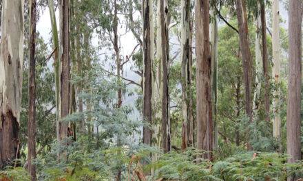 Ash listings defy scientific evidence