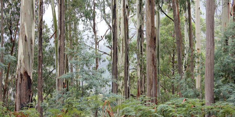 Ash listings defy scientific evidence