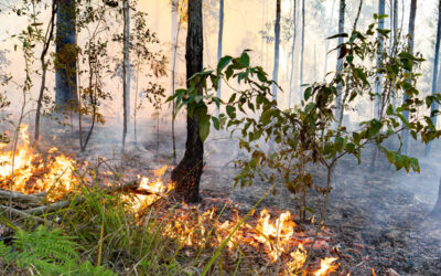 REKINDLING CULTURAL BURNING