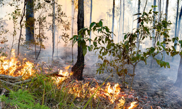 REKINDLING CULTURAL BURNING