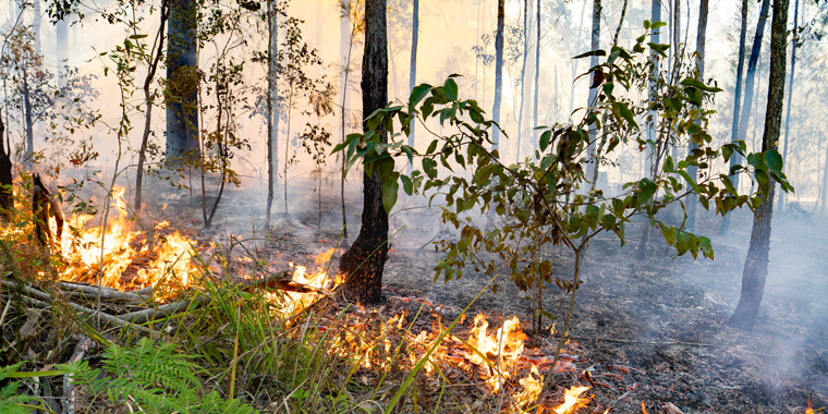 REKINDLING CULTURAL BURNING
