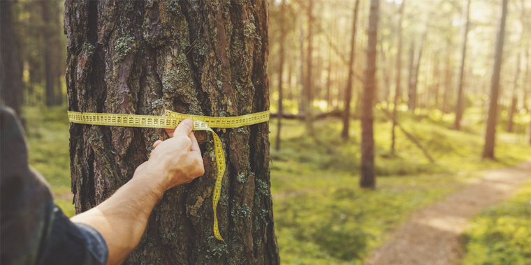 NATIVE FORESTRY BALANCES PEOPLE, PLANET, PROSPERITY