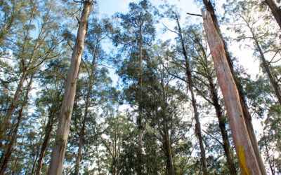 GOVERNMENTS COMMIT TO TASSIE TIMBER FUTURE