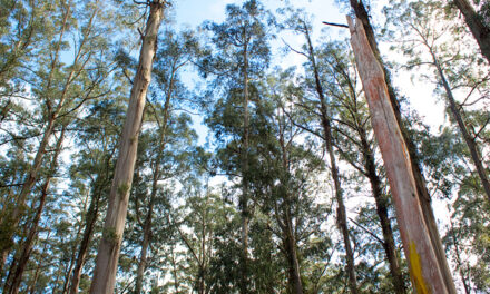 GOVERNMENTS COMMIT TO TASSIE TIMBER FUTURE