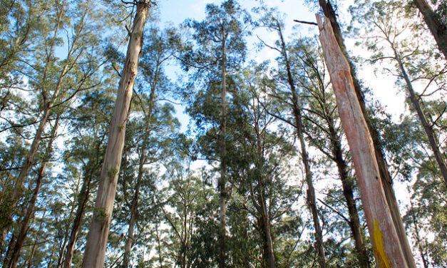 GOVERNMENTS COMMIT TO TASSIE TIMBER FUTURE