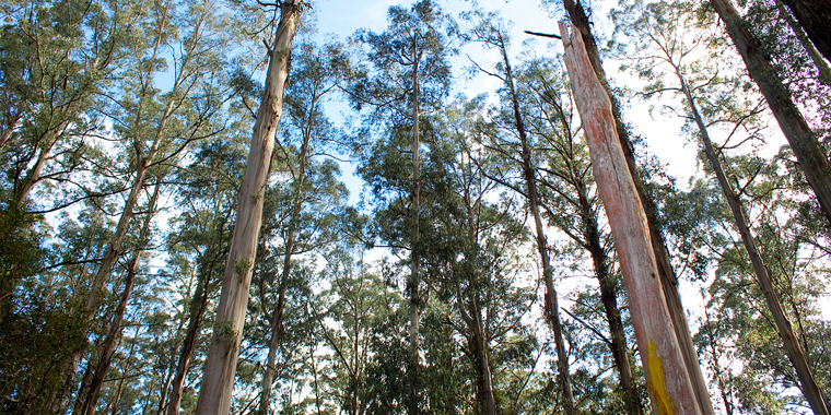 GOVERNMENTS COMMIT TO TASSIE TIMBER FUTURE