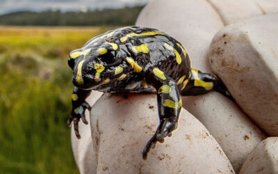 FROG NUMBERS RISE IN BONDO FOREST