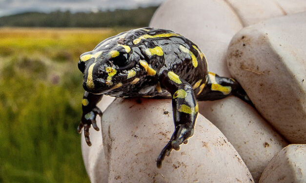 FROG NUMBERS RISE IN BONDO FOREST