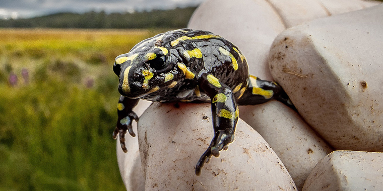 FROG NUMBERS RISE IN BONDO FOREST