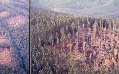 Forgotten Forestry Experiment Reveals Lasting Lessons