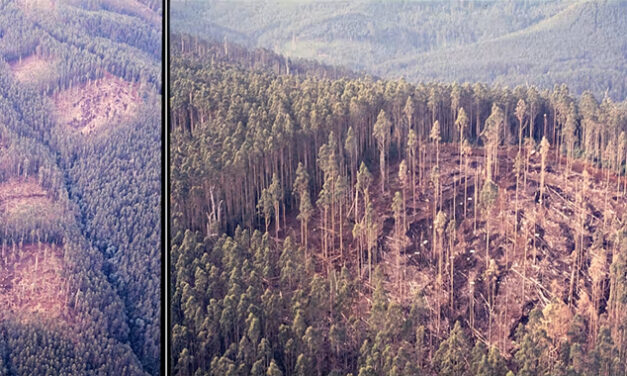 Forgotten Forestry Experiment Reveals Lasting Lessons