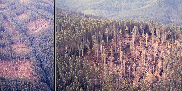 Forgotten Forestry Experiment Reveals Lasting Lessons