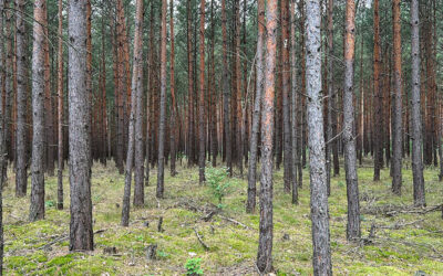 Australian illegal logging reforms