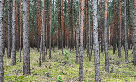 Australian illegal logging reforms