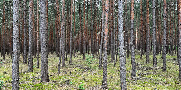 Australian illegal logging reforms